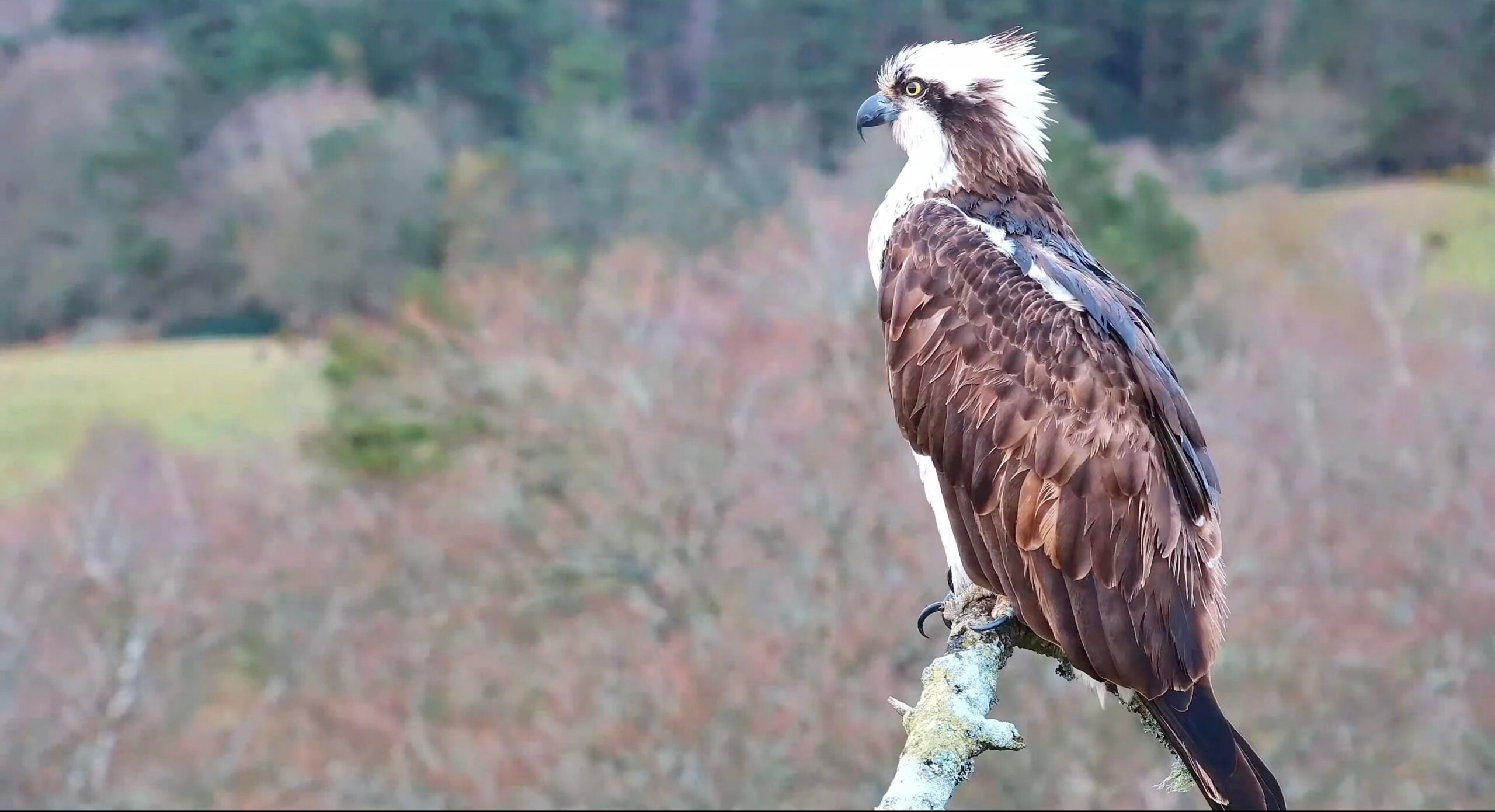 Ospreys have landed in the Secret Garden