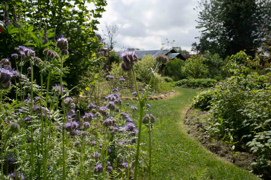 The Secret Food Forest