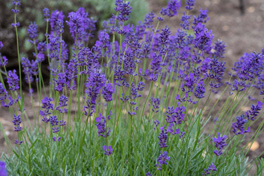 For The Love of Lavender