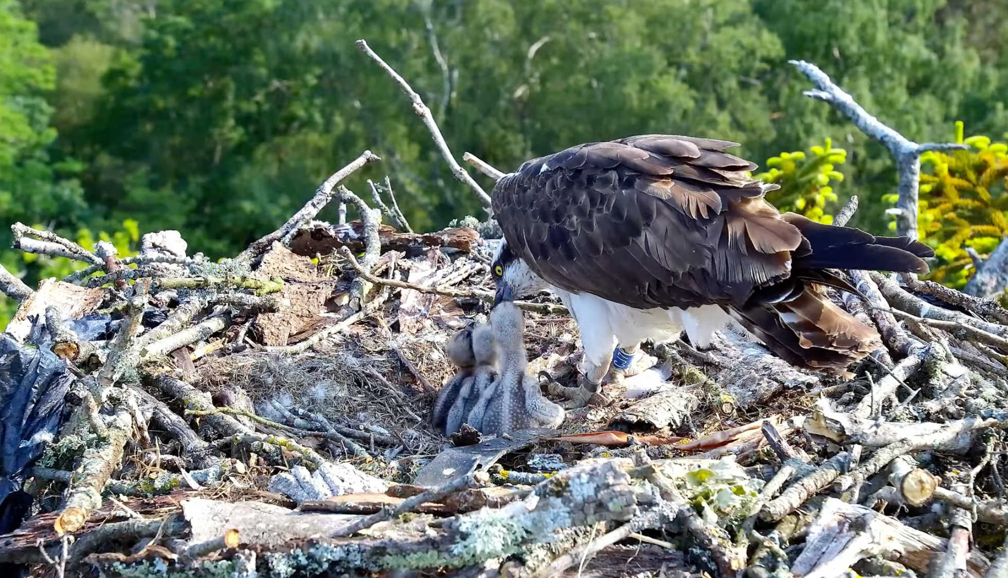 First wild-fledged Osprey in 180 years returns to Dorset