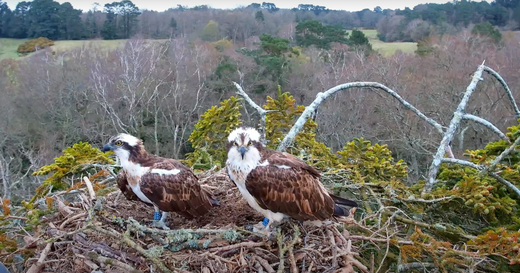 Ospreys CJ7 and 022 Return to Careys!