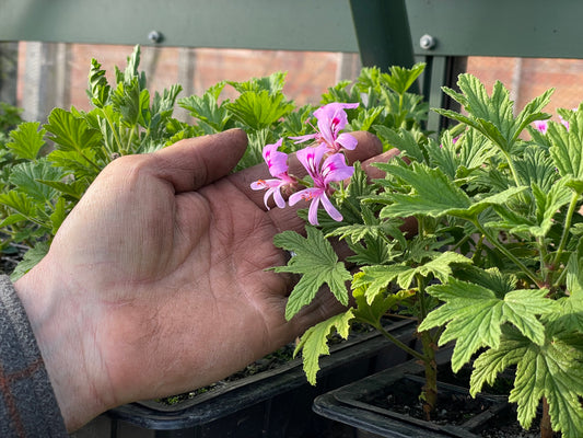 The Secret Scented Pelargonium Grower