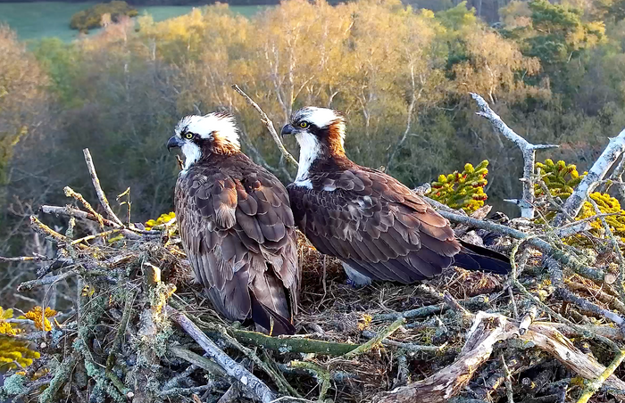 Nesting Ospreys