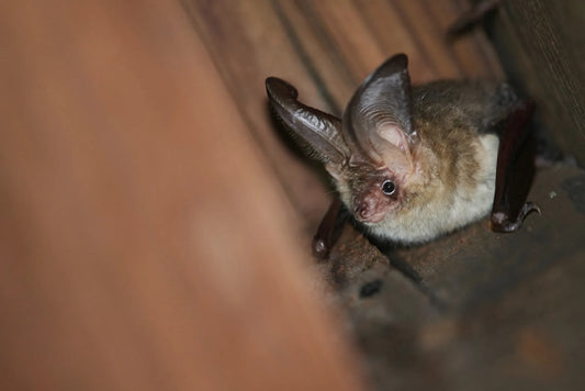 Image of a small bat with large ears, come and spot them at one of Careys Night Trails 