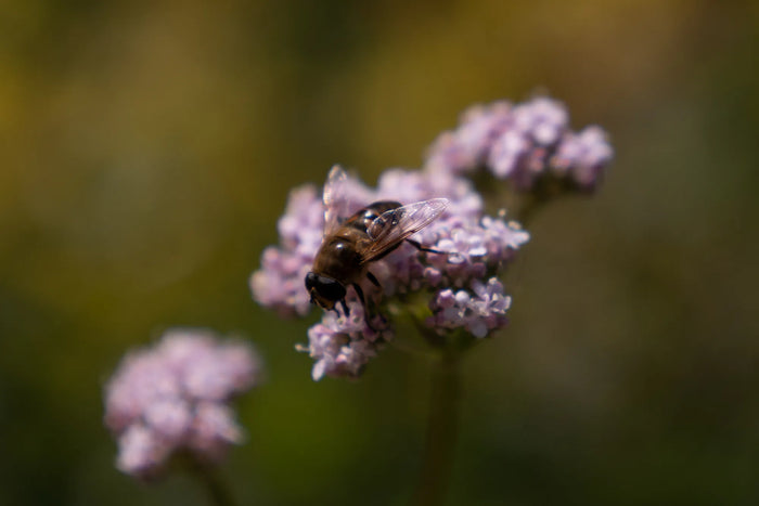 Wildlife Habitats