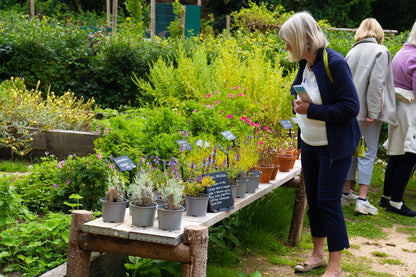 Woman shopping for plants at Carey’s during an NGS open day, browsing the selection of vibrant plants for sale in a beautiful setting.