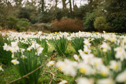 Daffodils blooming at Carey’s Secret Garden, showcasing vibrant spring flowers to celebrate Mother’s Day, offering a beautiful, nature-filled setting for special moments