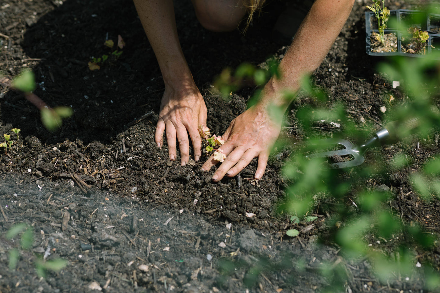 Image of two hands planting in the soil at Careys secret garden