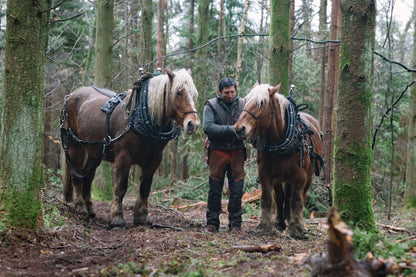 Horse logging with Toby Hoad at Carey’s Secret Garden, showcasing the traditional technique of using horses to move timber, with hands-on experiences available for visitors.