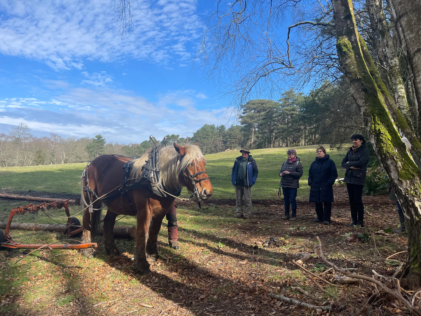 Horse logging with Toby Hoad at Carey’s Secret Garden, showcasing the traditional technique of using horses to move timber, with hands-on experiences available for visitors.