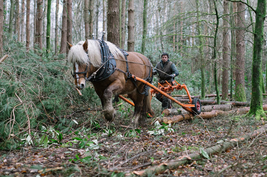 Horse logging with Toby Hoad at Carey’s Secret Garden, showcasing the traditional technique of using horses to move timber, with hands-on experiences available for visitors.