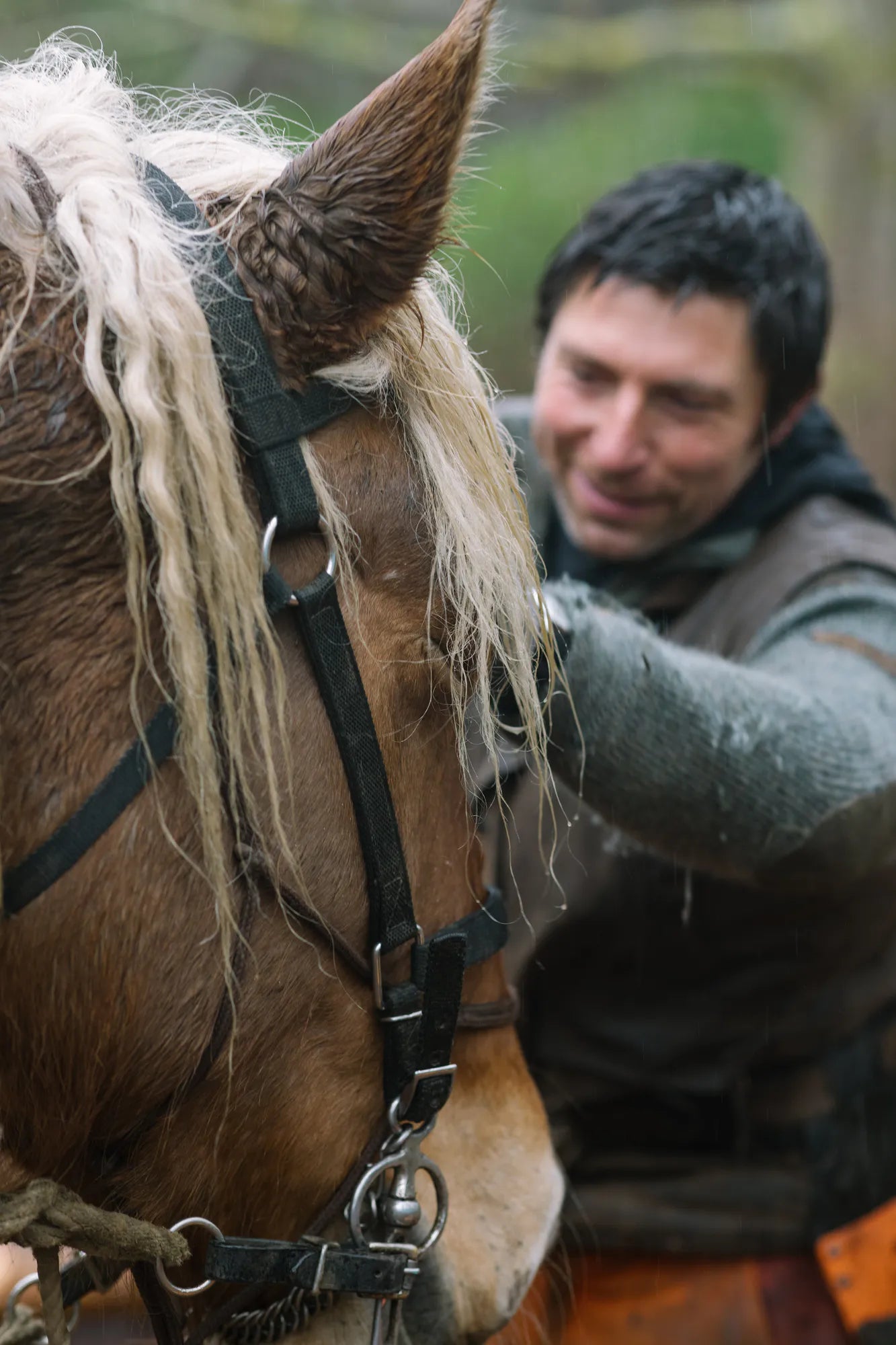 Horse logging with Toby Hoad at Carey’s Secret Garden, showcasing the traditional technique of using horses to move timber, with hands-on experiences available for visitors.