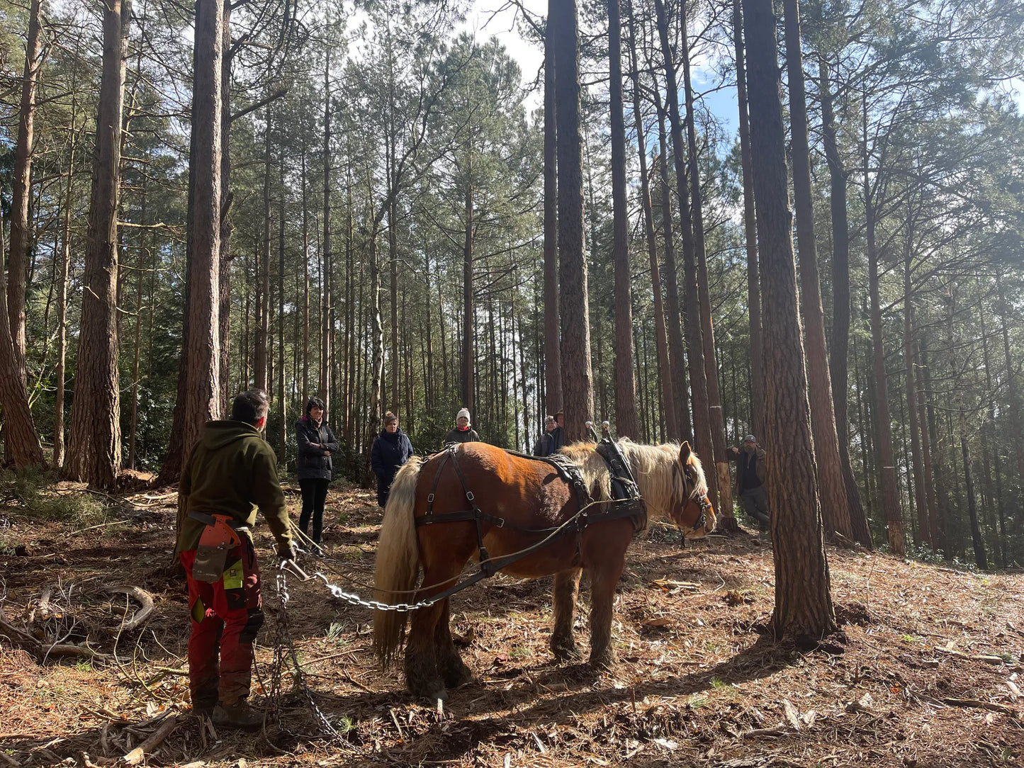 Horse logging with Toby Hoad at Carey’s Secret Garden, showcasing the traditional technique of using horses to move timber, with hands-on experiences available for visitors.