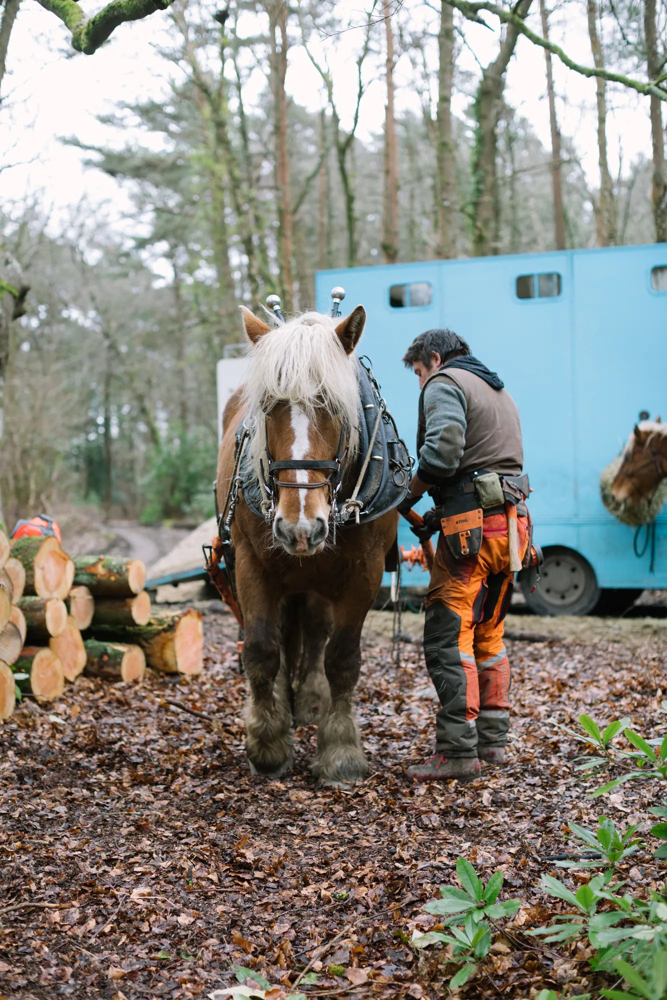 Horse logging with Toby Hoad at Carey’s Secret Garden, showcasing the traditional technique of using horses to move timber, with hands-on experiences available for visitors.