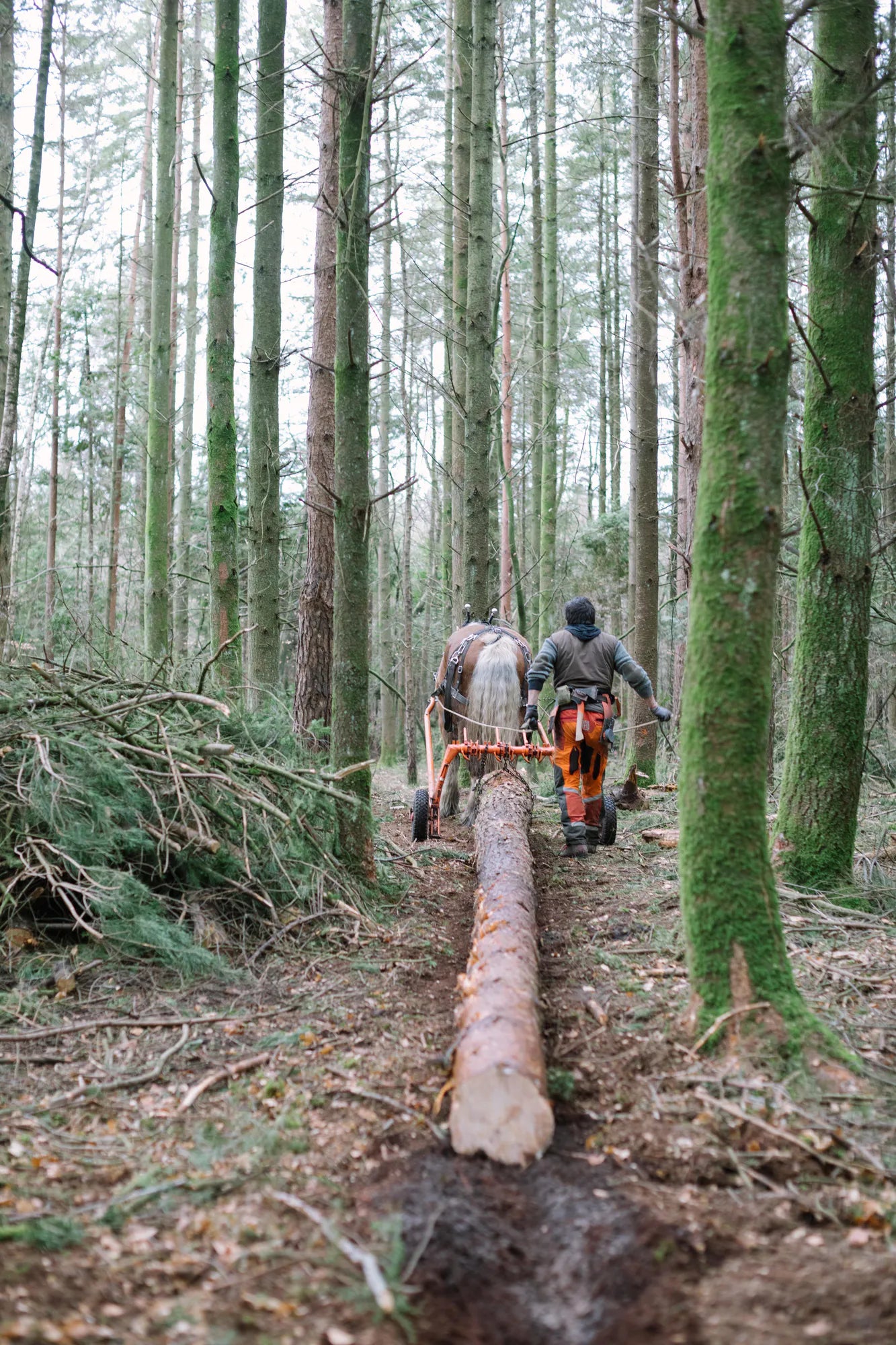 Horse logging with Toby Hoad at Carey’s Secret Garden, showcasing the traditional technique of using horses to move timber, with hands-on experiences available for visitors.