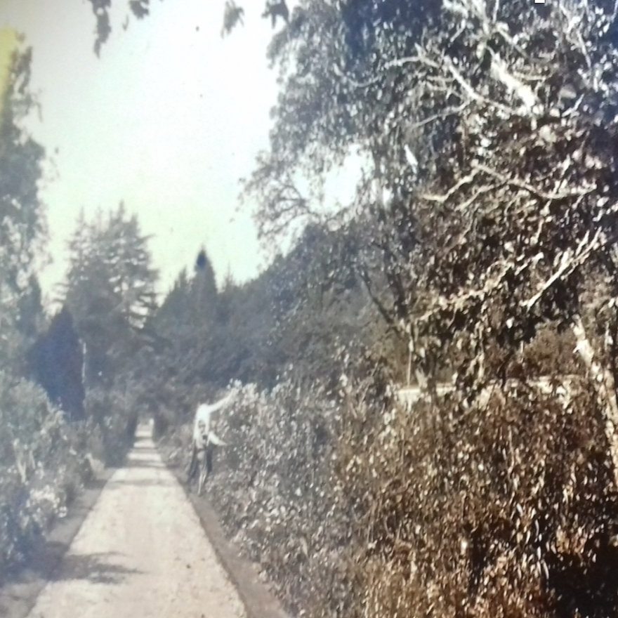 Old photo of Carey’s showing the apple tree avenue running east to west across the garden, capturing the historic rows of apple trees being collected by the family