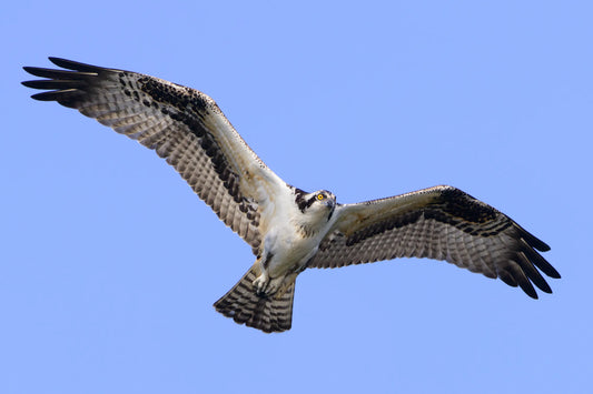 Spring Birds ID session with Birds of Poole Harbour Thurs 17th April 2025