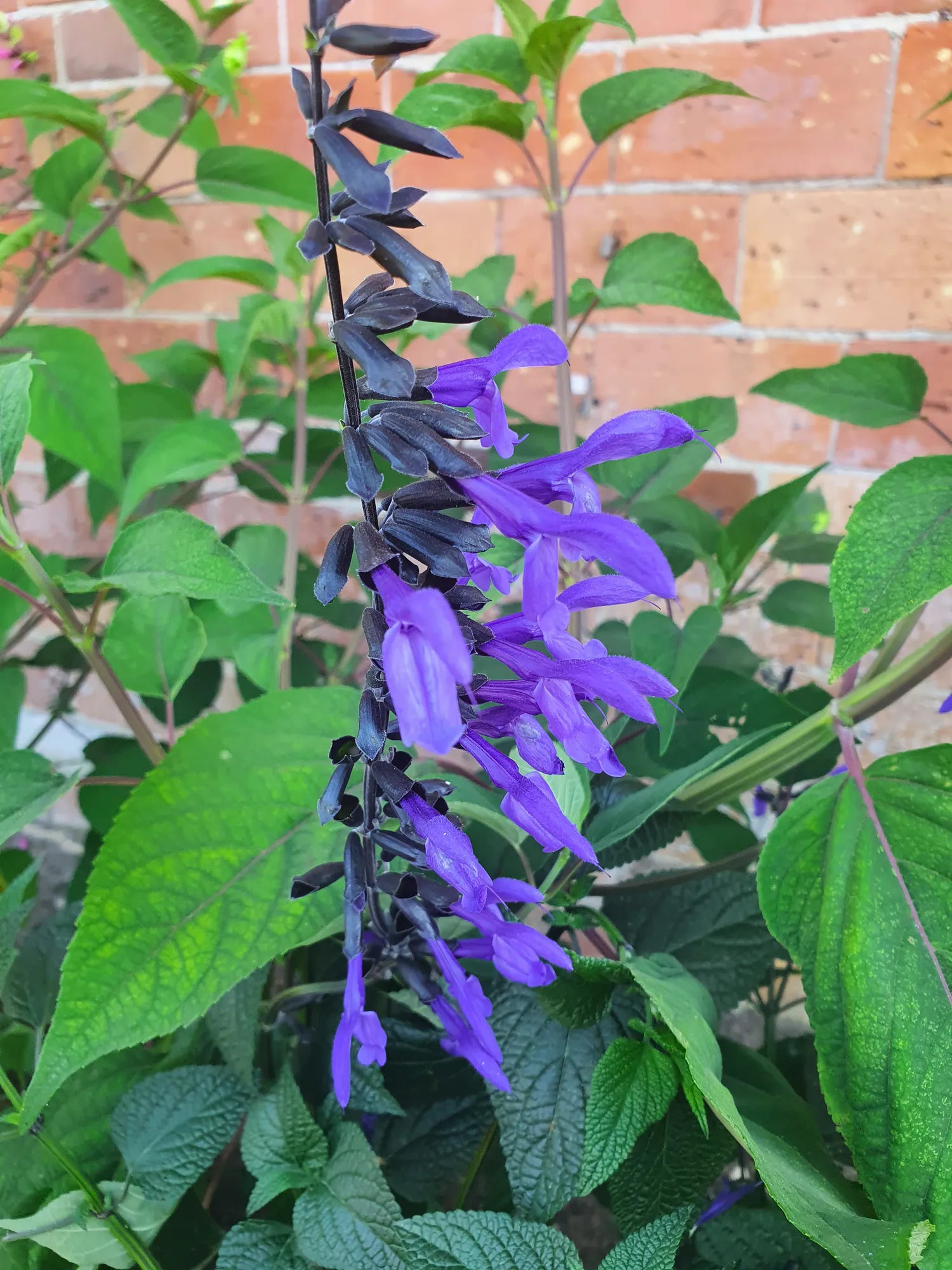 Salvia beds at Carey’s showcasing vibrant flowers blooming against the brick walls of the garden