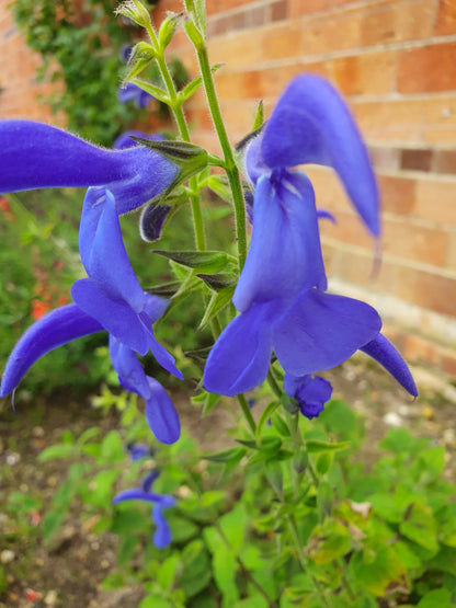 Salvia beds at Carey’s showcasing vibrant flowers blooming against the 150 year old brick walls of the garden