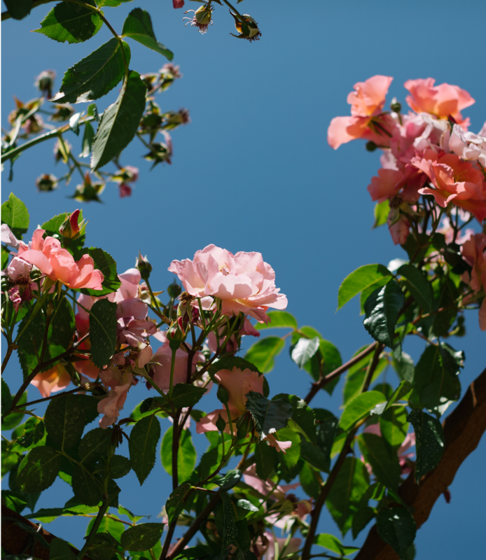 Floral Gardens