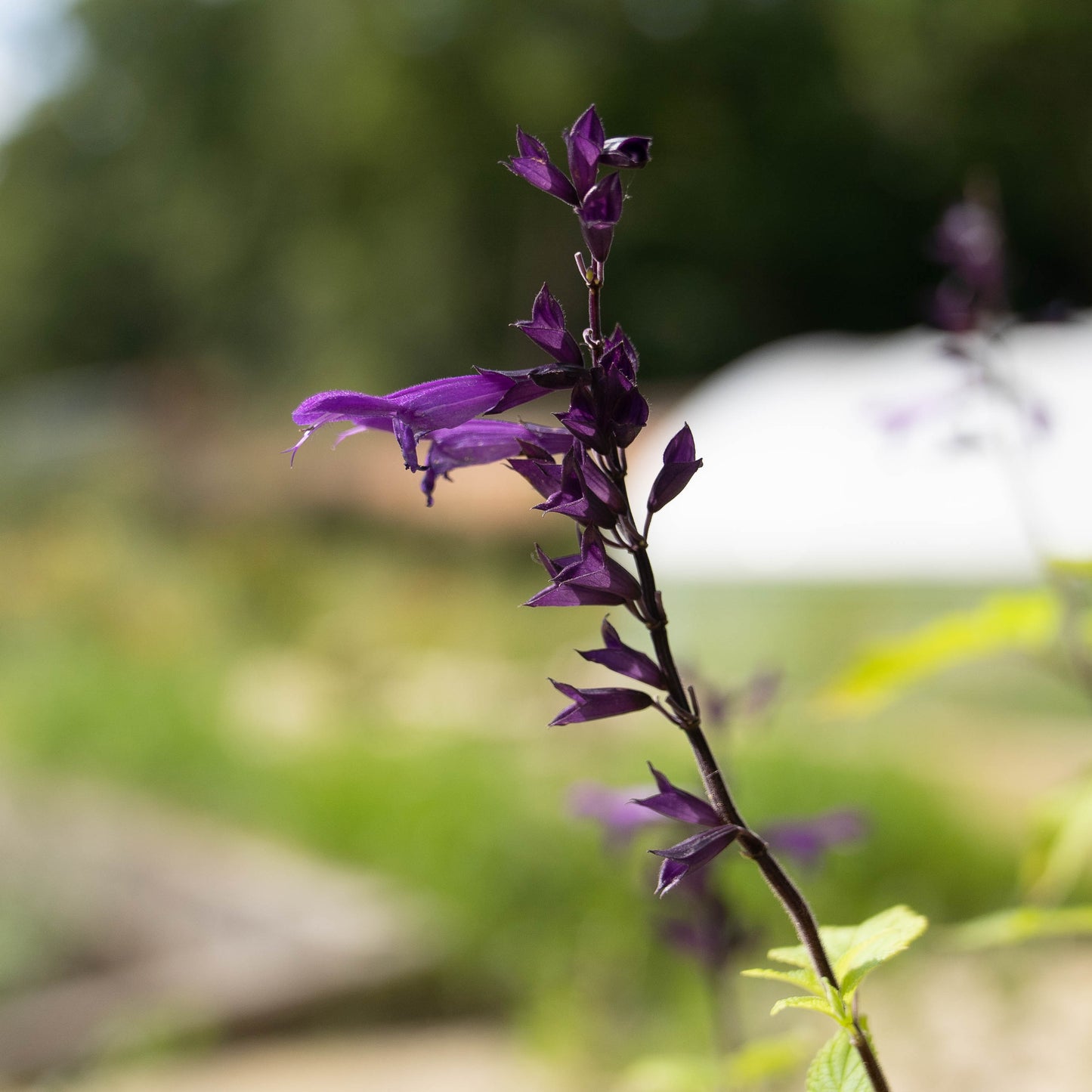 Salvia guaranitica 'Amistad'