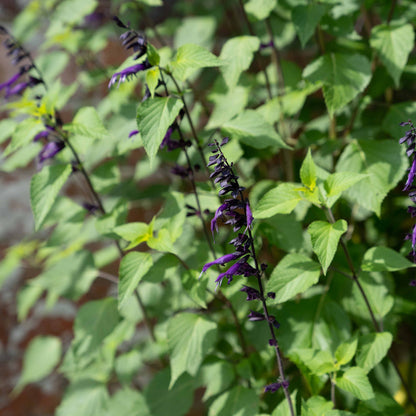 Salvia guaranitica 'Amistad'