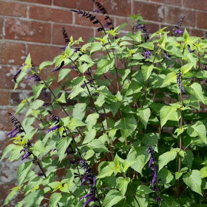 Salvia guaranitica 'Amistad'