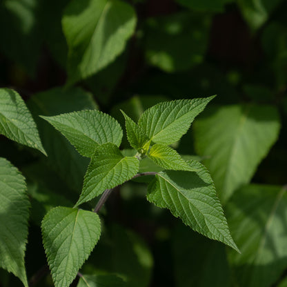 Salvia guaranitica 'Amistad'