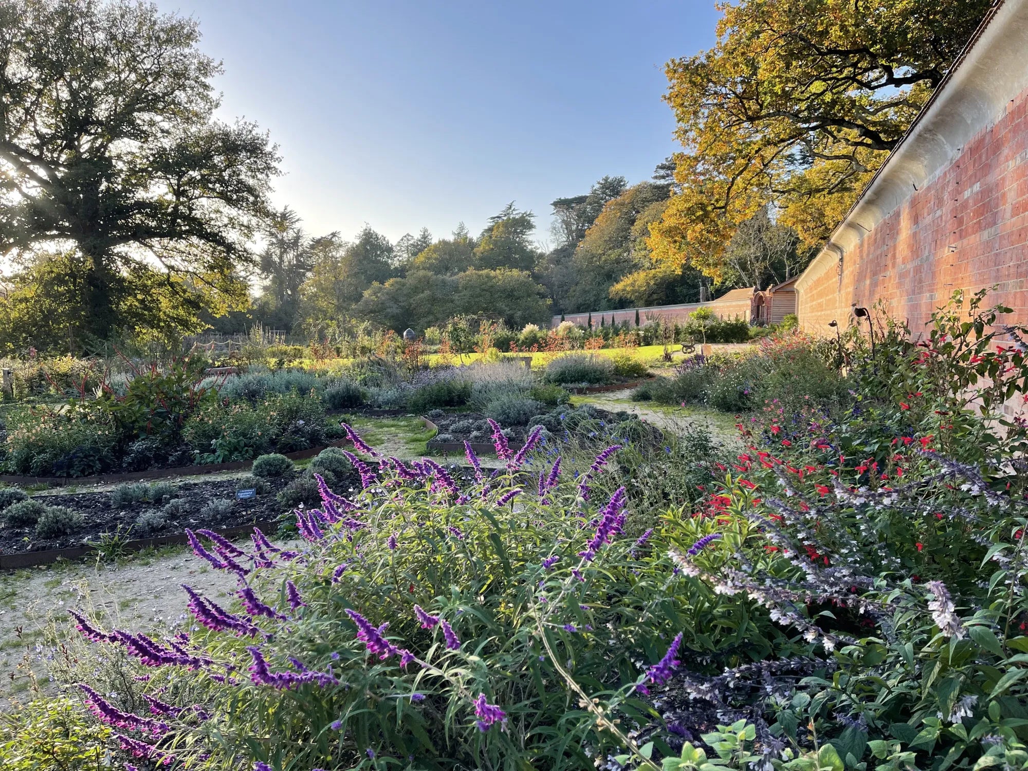 Salvia beds at Carey’s in winter, showcasing vibrant flowers blooming against the cool season backdrop, adding colour and life to the garden during the colder months.