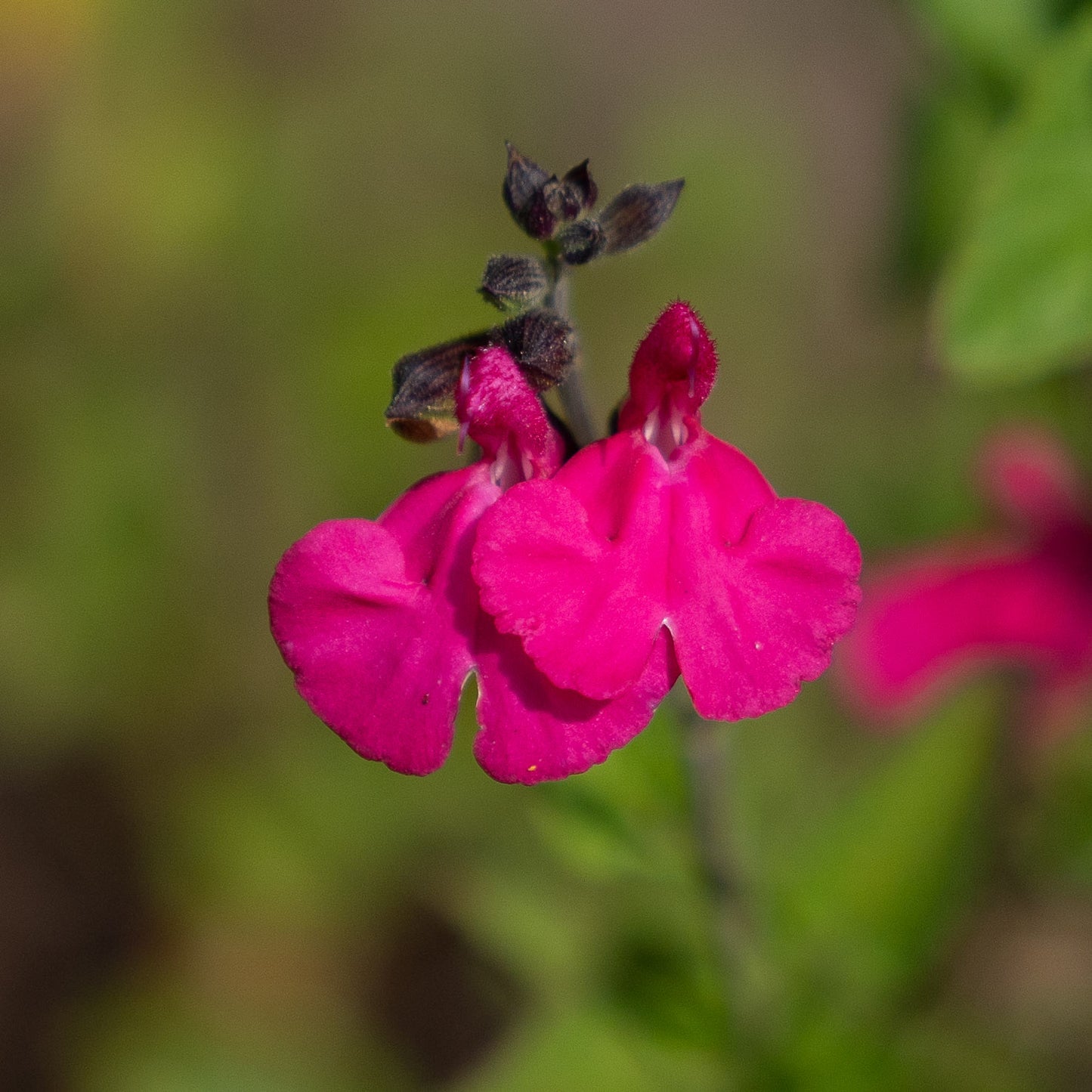 Salvia 'Cerro Potosi'