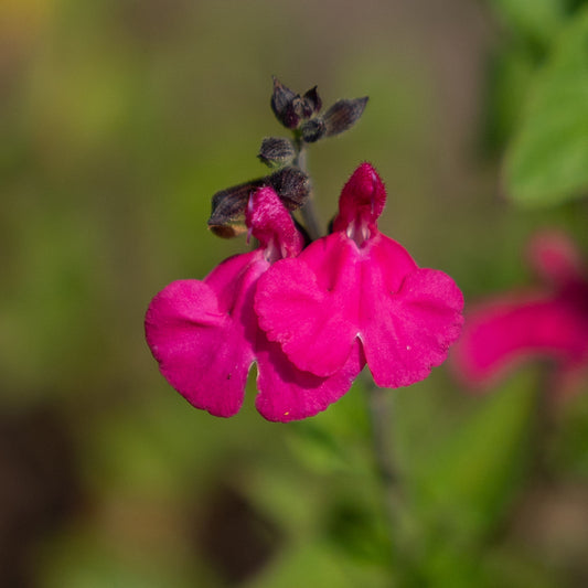 Salvia 'Cerro Potosi'