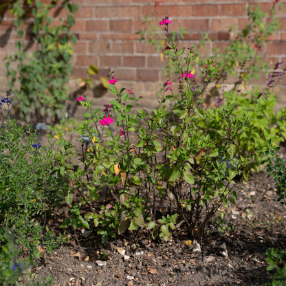 Salvia 'Cerro Potosi'