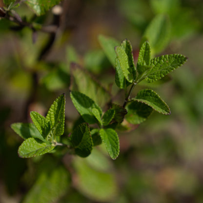 Salvia 'Cerro Potosi'