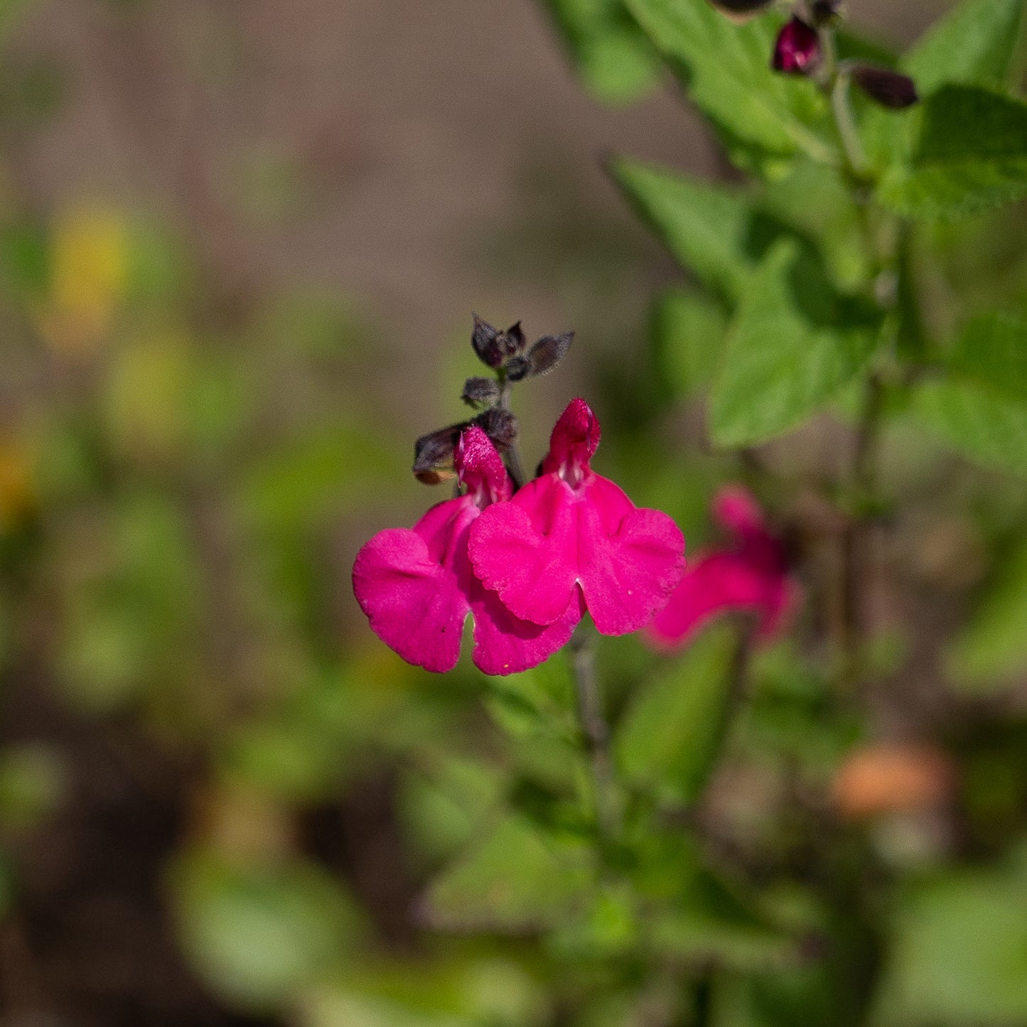 Salvia 'Cerro Potosi'