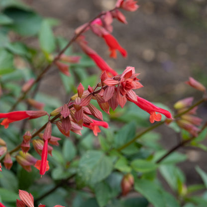 Salvia 'Embers Wish'