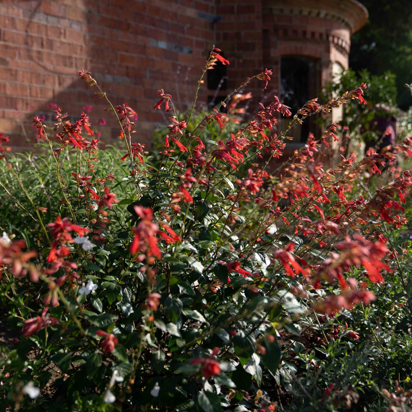 Salvia 'Embers Wish'