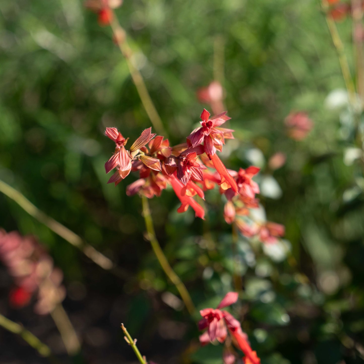 Salvia 'Embers Wish'