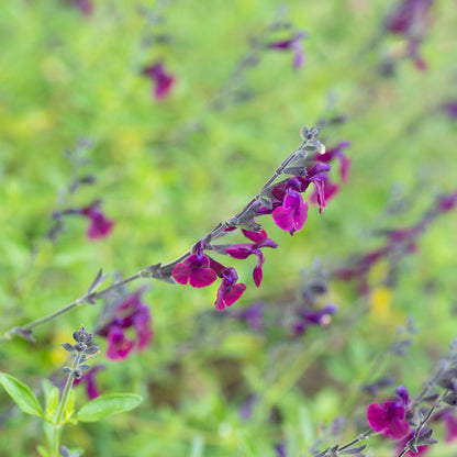 Salvia 'Nachtvlinder'