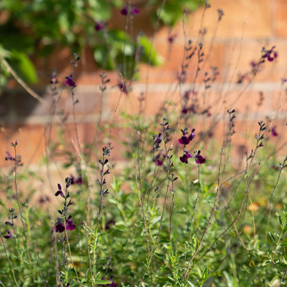 Salvia 'Nachtvlinder'