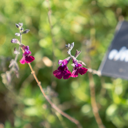 Salvia 'Nachtvlinder'