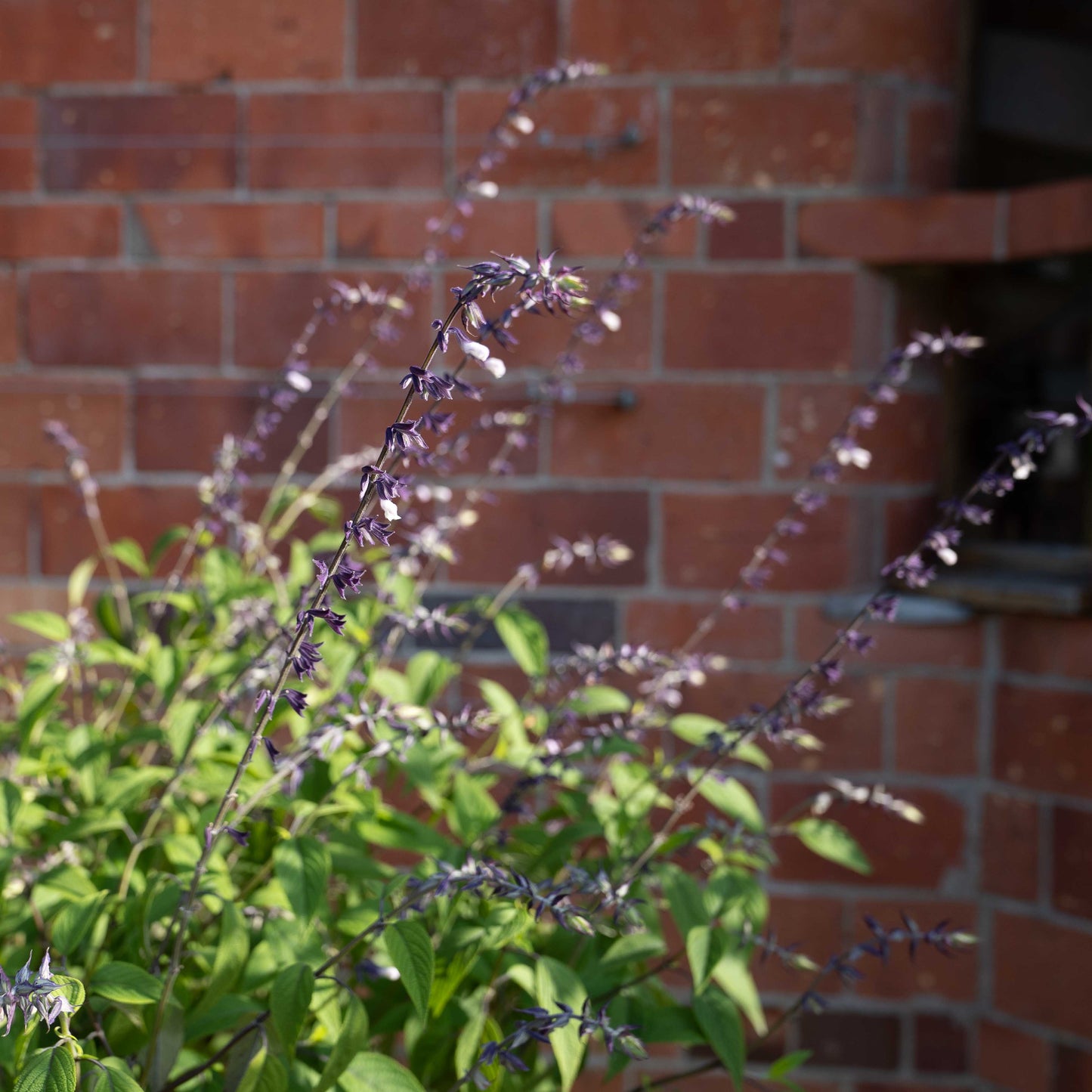 Salvia leucantha x chiapensis 'Phyllis Fancy'