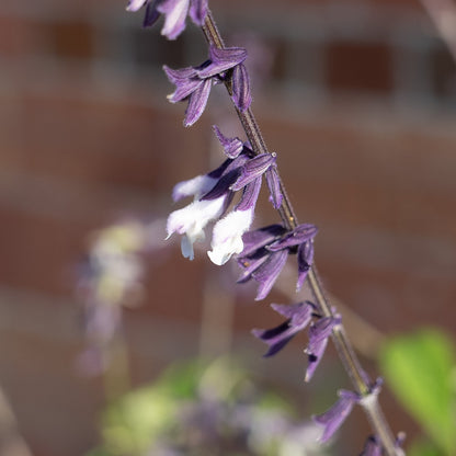 Salvia leucantha x chiapensis 'Phyllis Fancy'