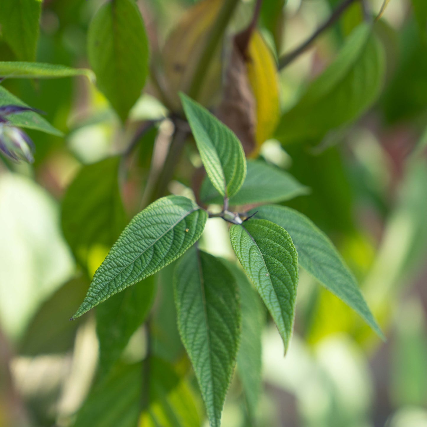 Salvia leucantha x chiapensis 'Phyllis Fancy'