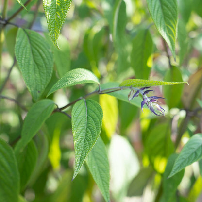 Salvia leucantha x chiapensis 'Phyllis Fancy'