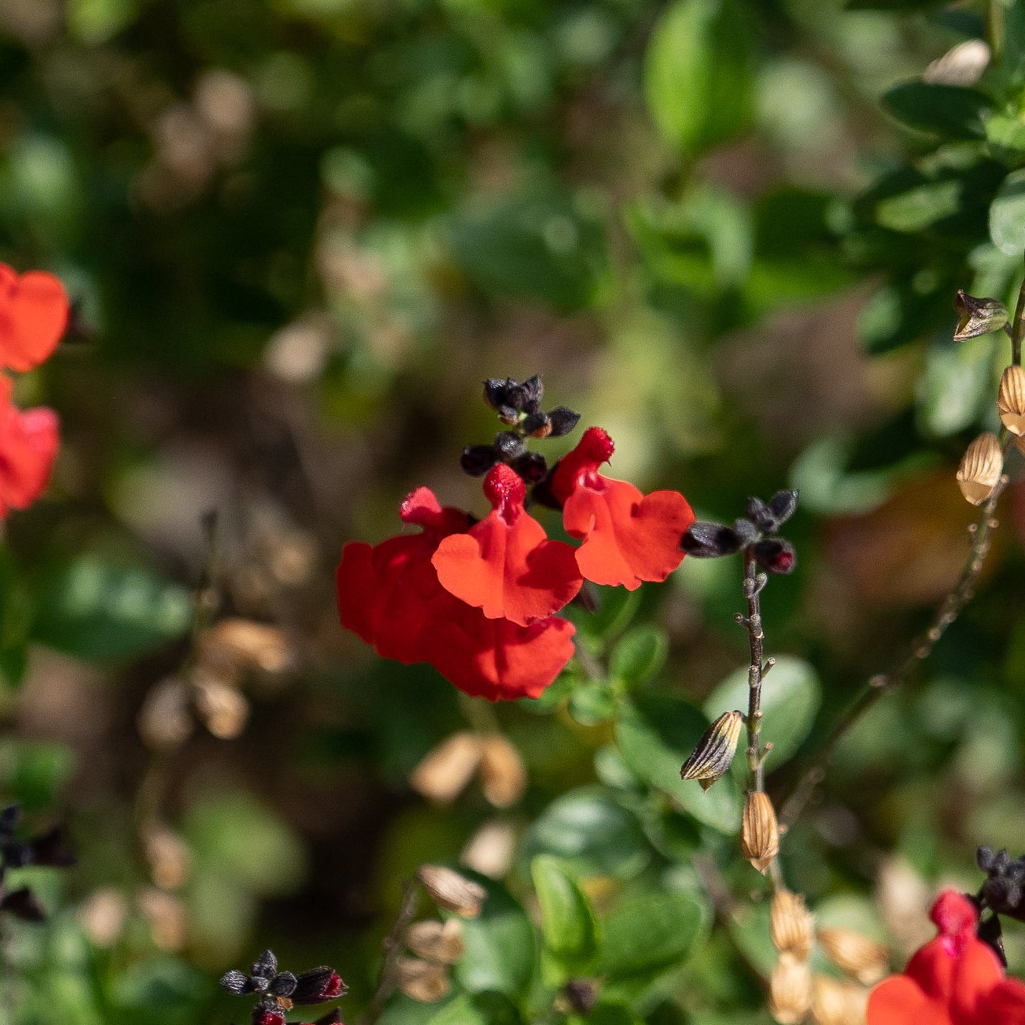 Salvia 'Royal Bumble'