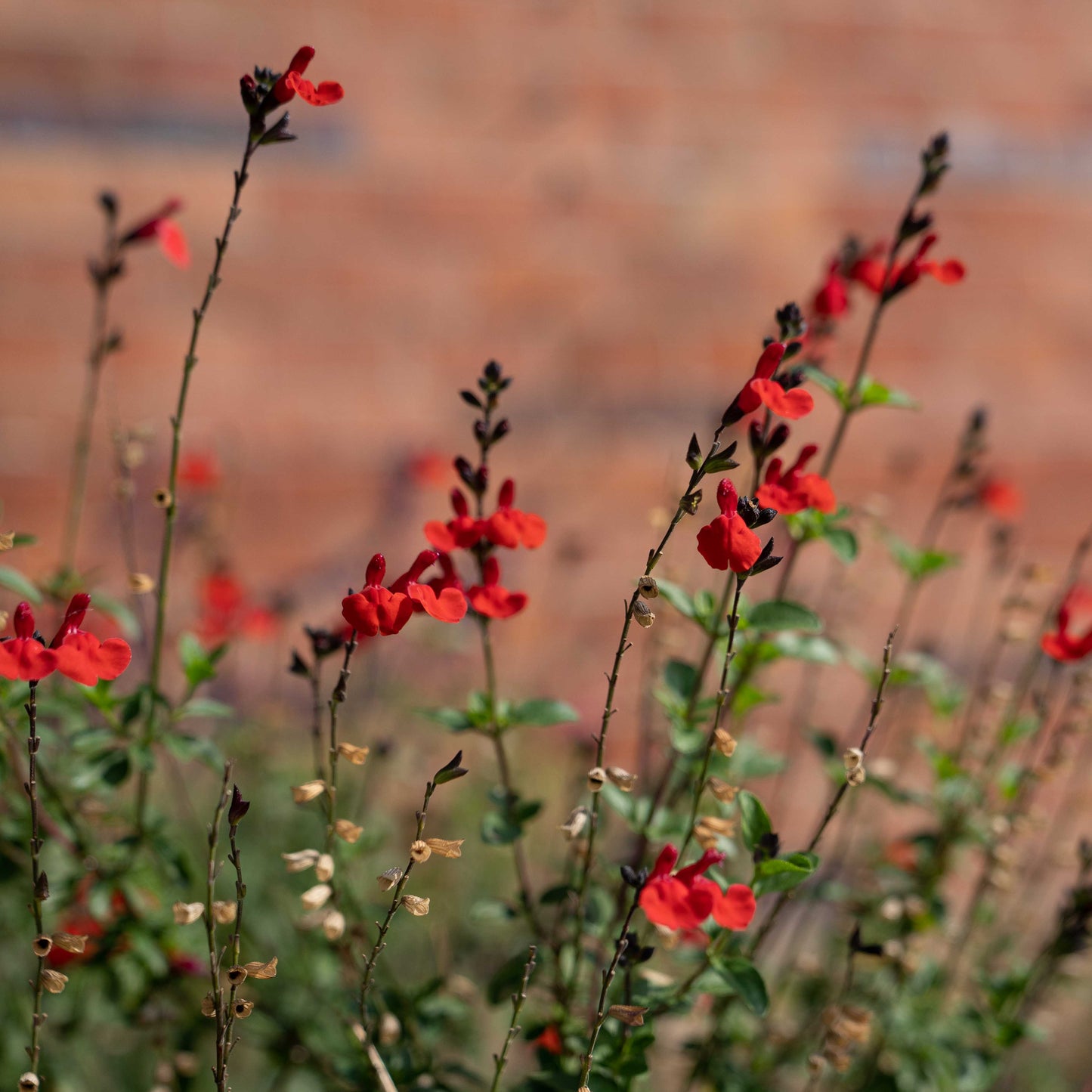 Salvia 'Royal Bumble'