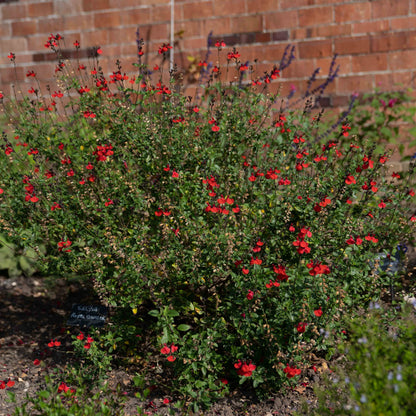 Salvia 'Royal Bumble'