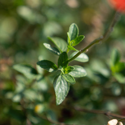 Salvia 'Royal Bumble'