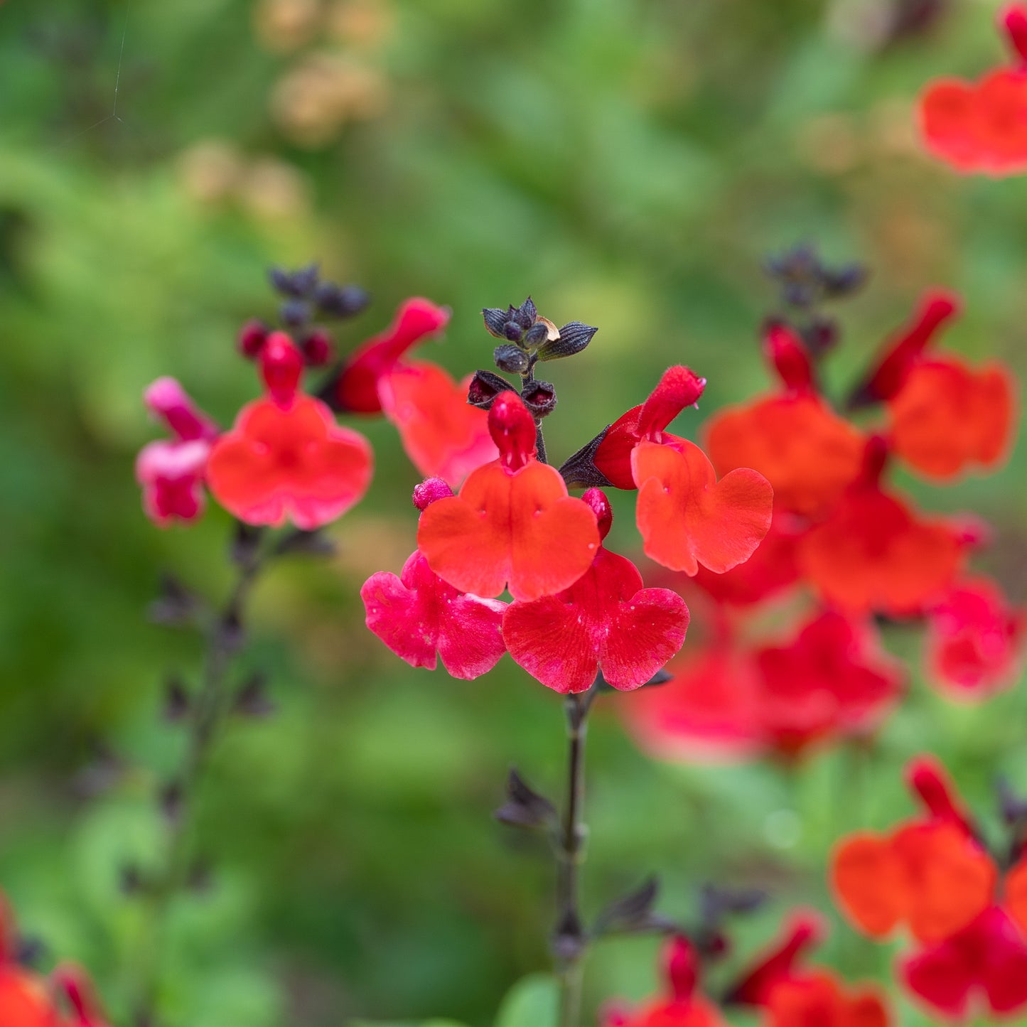 Salvia 'Royal Bumble'