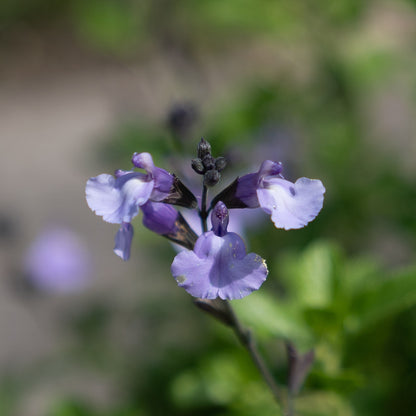 Salvia 'So Cool Pale Blue'